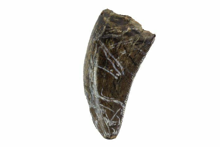 Serrated, Tyrannosaur (Nanotyrannus) Tooth - Montana #97461